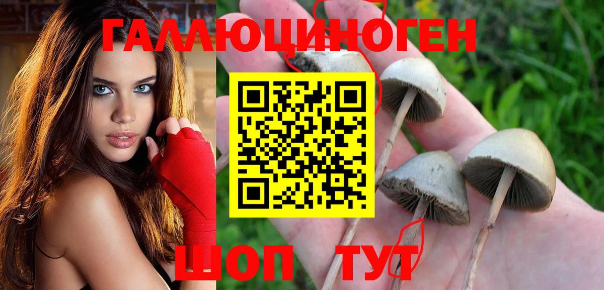 Псилоцибиновые грибы прущие грибы Карасук